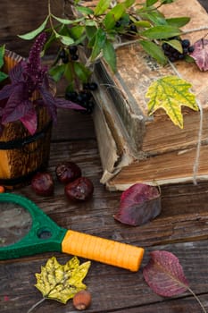 Autumn still life with autumn leaves,old books and wooden bucket