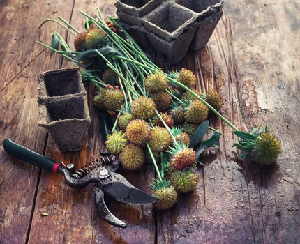 sheaf of cut plants on the background of secateurs on wooden table