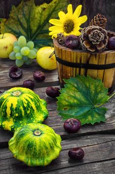 autumn harvest squash on the background of wooden tubs with cones strewn foliage.