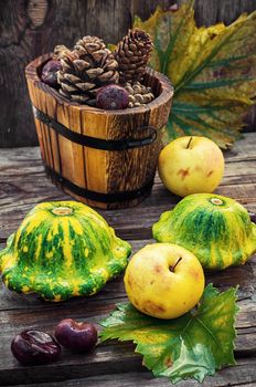 autumn harvest squash on the background of wooden tubs with cones strewn foliage.