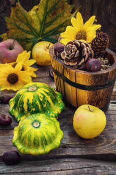 autumn harvest squash on the background of wooden tubs with cones strewn foliage.