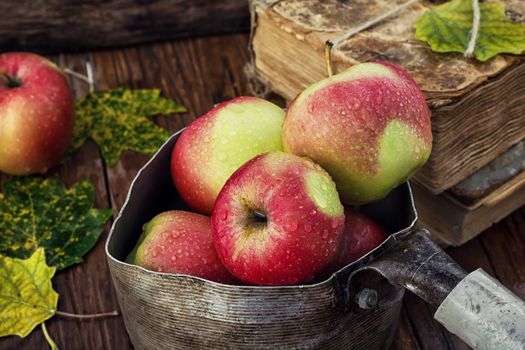 Apple harvest in stylish retro pot on the table with autumn leaves.