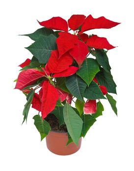 Poinsettia potted isolated on white background
