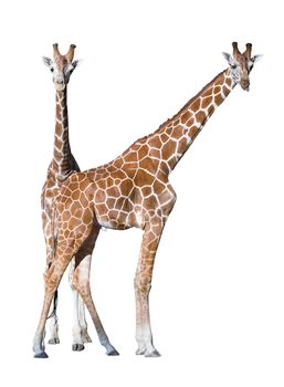 Young giraffe couple isolated over white background. Clipping path included.