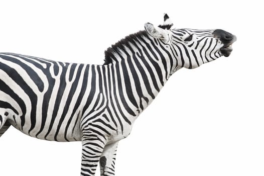 Common (Plains or Burchell's) zebra looks like singing or laughing. Isolated on white background. Clipping path included.