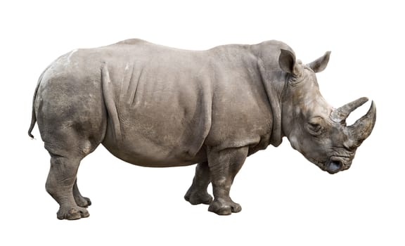 White rhino (Ceratotherium simum) old male isolated on white with clipping path. Side view.