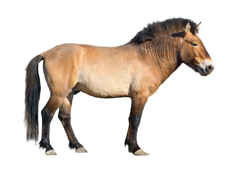 Przewalski's wild horse (Equus caballus) isolated on white with clipping path