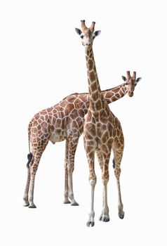 Pair of young giraffe isolated on white background