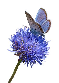 Blue butterfly on flower isolated on white background with clipping path