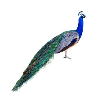 Peacock full length profile isolated on white background