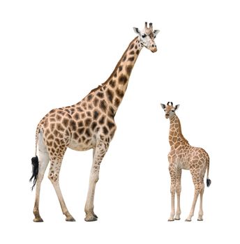 Giraffe mother and baby isolated on white background