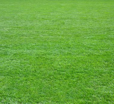 Pure empty green grass field cut square shape