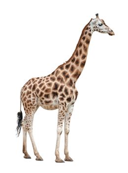 Giraffe female isolated on white background