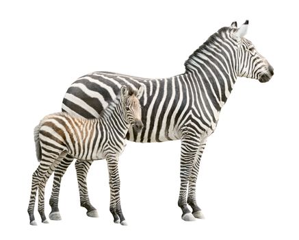Zebra and ten days old foal isolated on white background