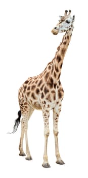 Giraffe half-turn looking isolated on white background