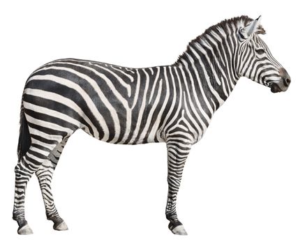 Plain Burchell's Zebra female standing side view on white background