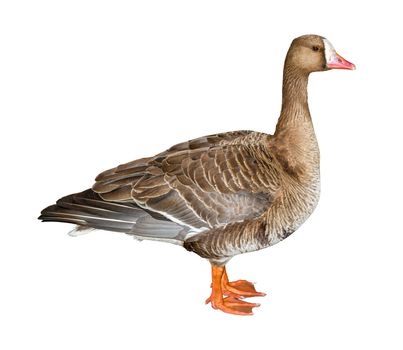 White-Fronted Goose isolated on white background with clipping path