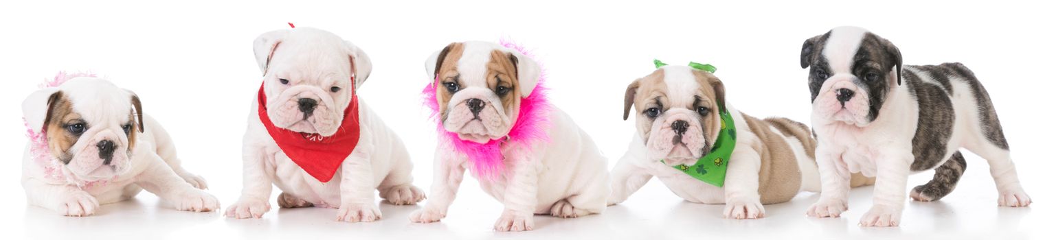 litter of five english bulldog puppies isolated on white background