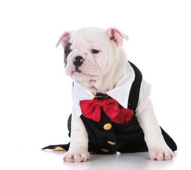 english bulldog puppy wearing a tuxedo on white backtground