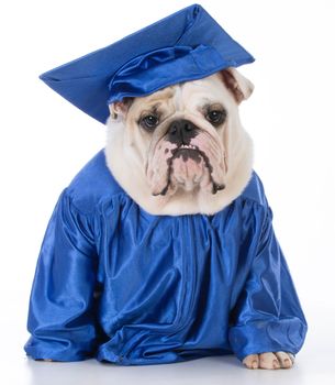 obedient english bulldog wearing graduate gown and hat