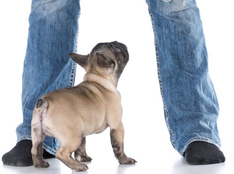 french bulldog puppy standing at owners feet on white background