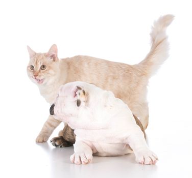 dog and cat isolated on white background