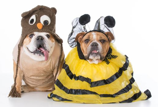 english bulldogs dressed up like the birds and the bees on white background