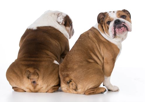two english bulldogs with back to viewer on white background