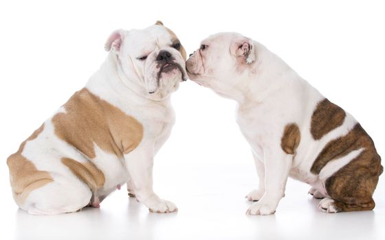 mother and daughter english bulldog sitting on white background