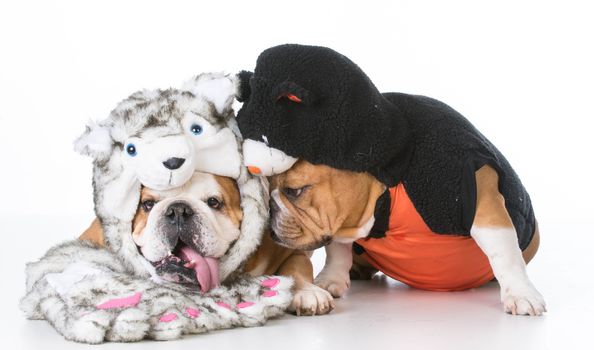 english bulldogs wearing dog and cat costumes on white background