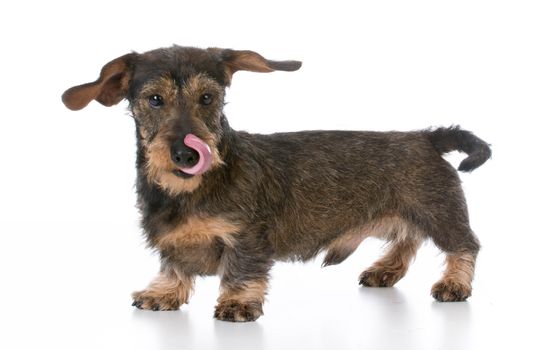 adorable miniature wirehaired dachshund standing on white background