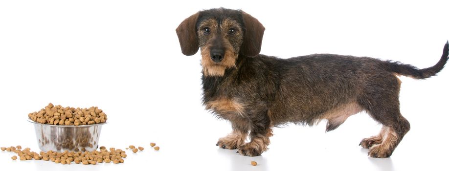 miniature wirehaired dachshund standing by a bowl of kibble on white background