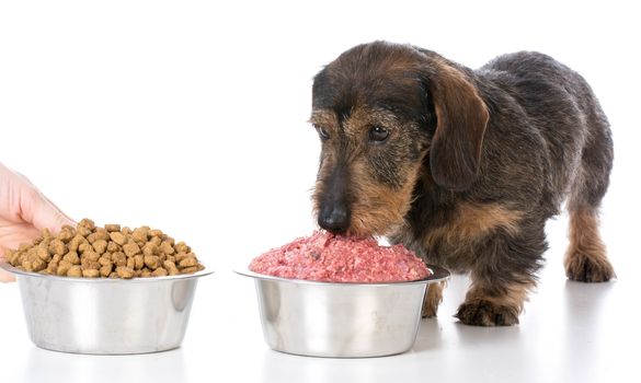 miniature wirehaired dachshund choosing raw over kibble