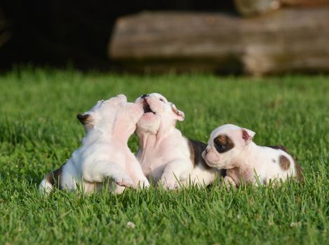 english bulldog puppies playing outside in the grass