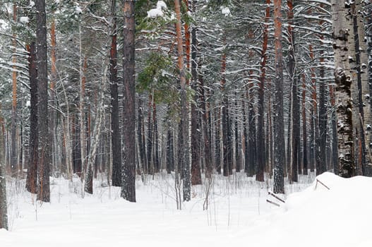 The mixed wood in winter time