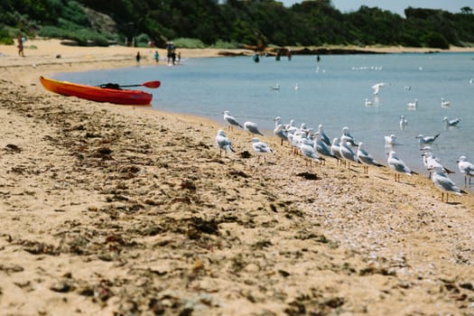 Seagulls enjoy the Melbourne weather on a beach with a small boat and people playing in the background.