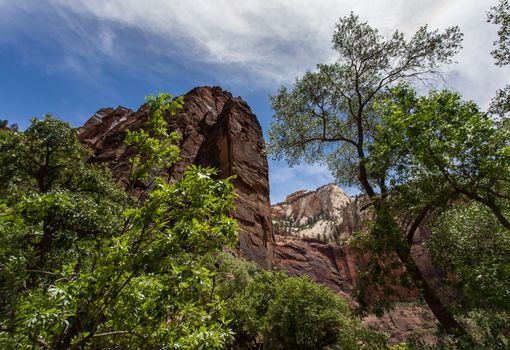 Cliffs and forest in Zion National Park in Utah.