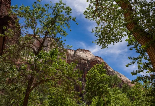 Cliffs and forest in Zion National Park in Utah.