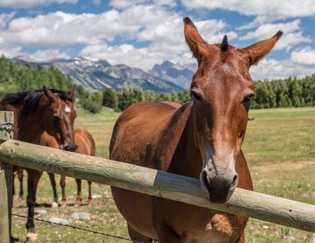 Horses in Jackson Hole Wyoming with the famous Grand Tetons in the background.