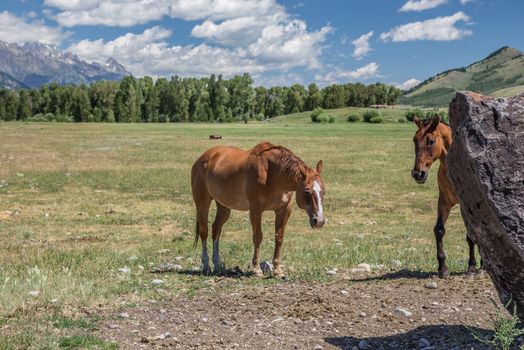 Horses in Jackson Hole Wyoming with the famous Grand Tetons in the background.