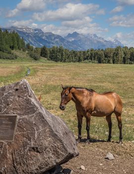 Horse in Jackson Hole Wyoming with the famous Grand Tetons in the background.