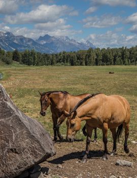 Horses in Jackson Hole Wyoming with the famous Grand Tetons in the background.