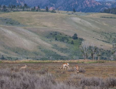 Pronghorn Antelope in Grand Tetons National Park, Wyoming.
