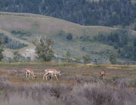 Pronghorn Antelope in Grand Tetons National Park, Wyoming.
