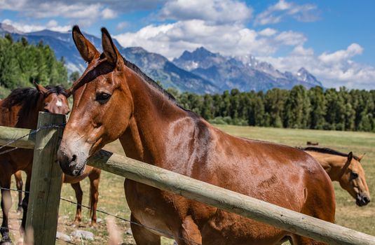 Horses in Jackson Hole Wyoming with the famous Grand Tetons in the background.