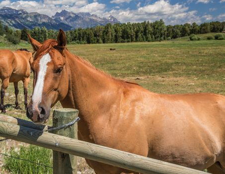 Horses in Jackson Hole Wyoming with the famous Grand Tetons in the background.