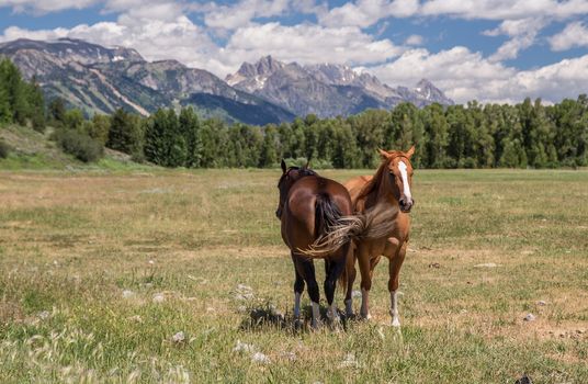 Horses in Jackson Hole Wyoming with the famous Grand Tetons in the background.