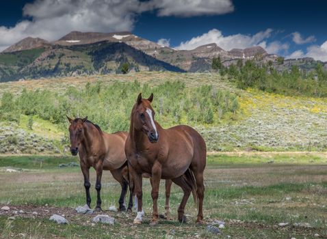 Horses in Jackson Hole Wyoming with the famous Grand Tetons in the background.