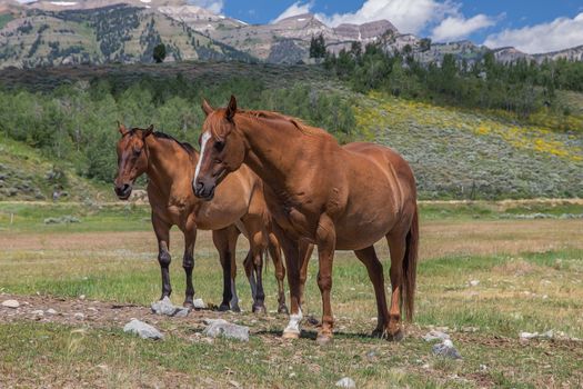 Horses in Jackson Hole Wyoming with the famous Grand Tetons in the background.