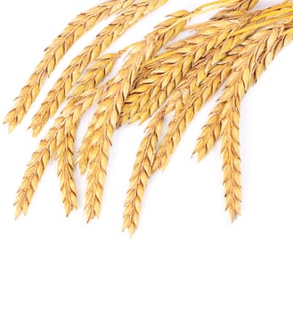 Ears of ripe wheat isolated on white 